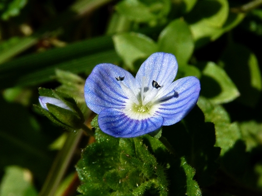 {Veronica persica}
